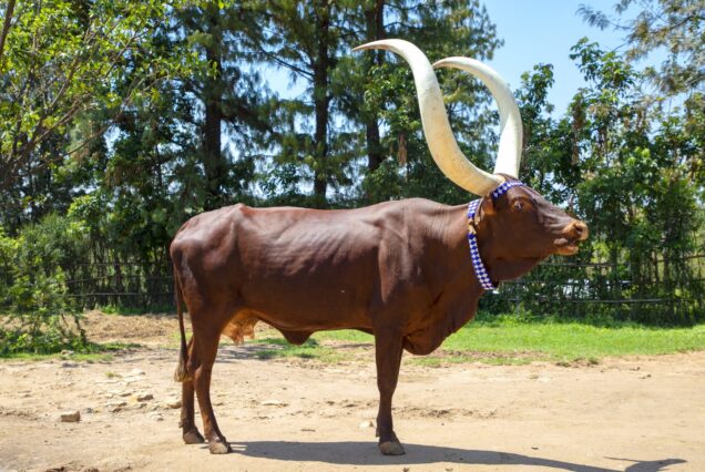 King's Palace Museum Cows